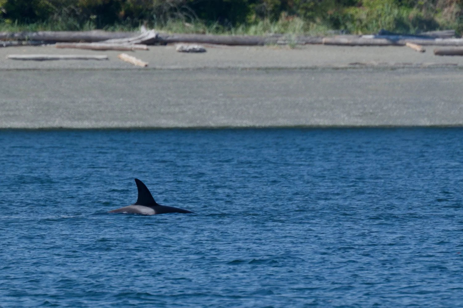 20260811-Women Watching Whales-014.jpg