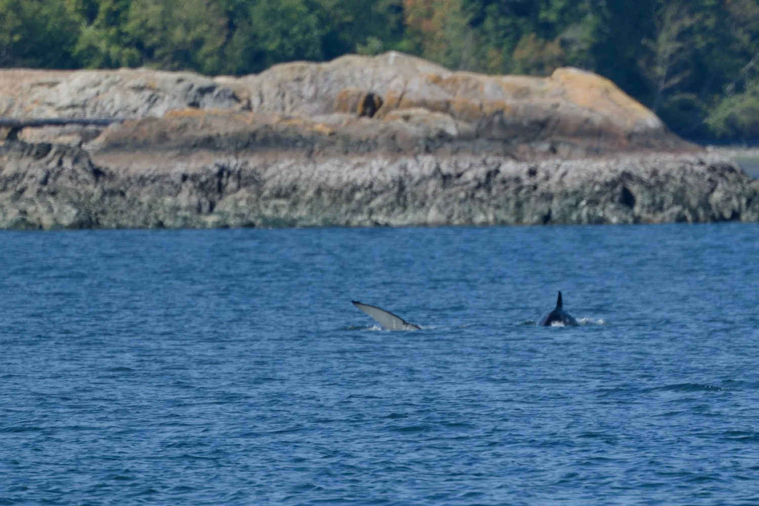 20260811-Women Watching Whales-016.jpg