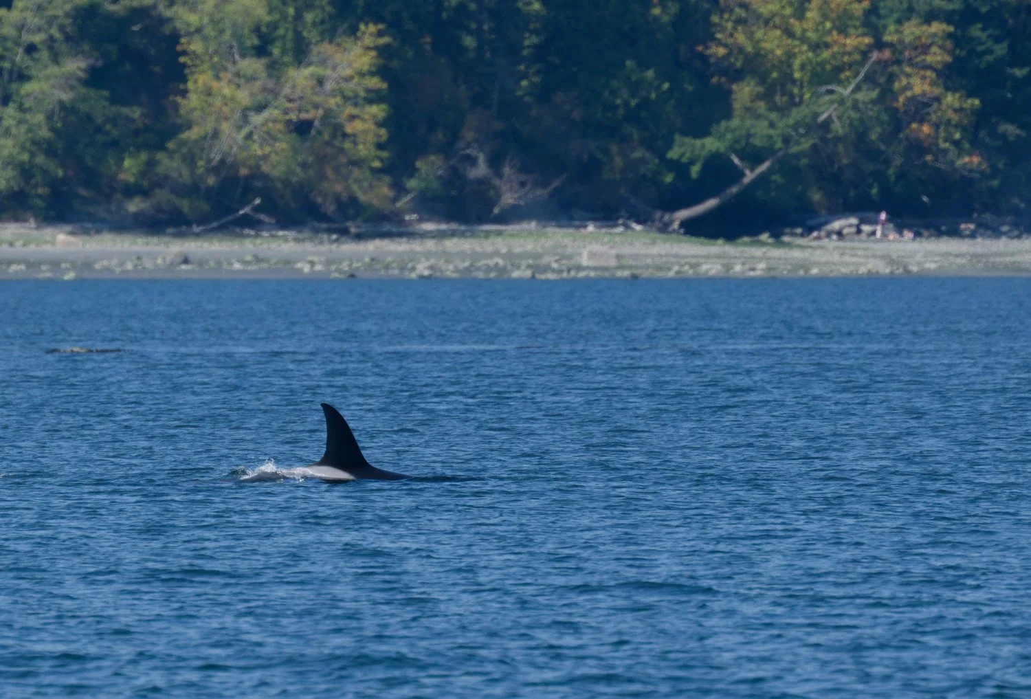 20260811-Women Watching Whales-017.jpg