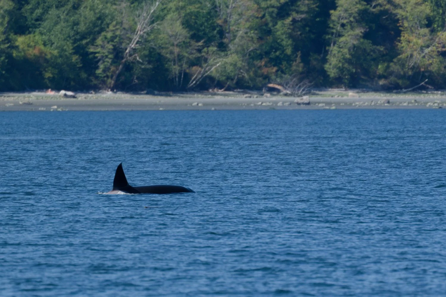 20260811-Women Watching Whales-018.jpg