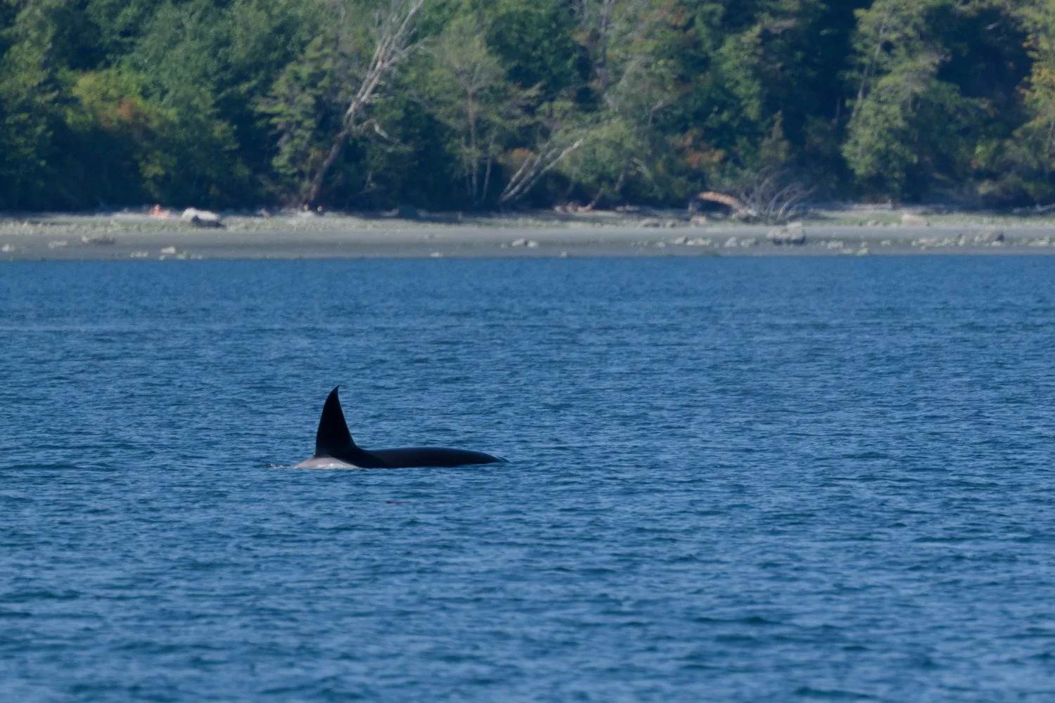 20260811-Women Watching Whales-019.jpg