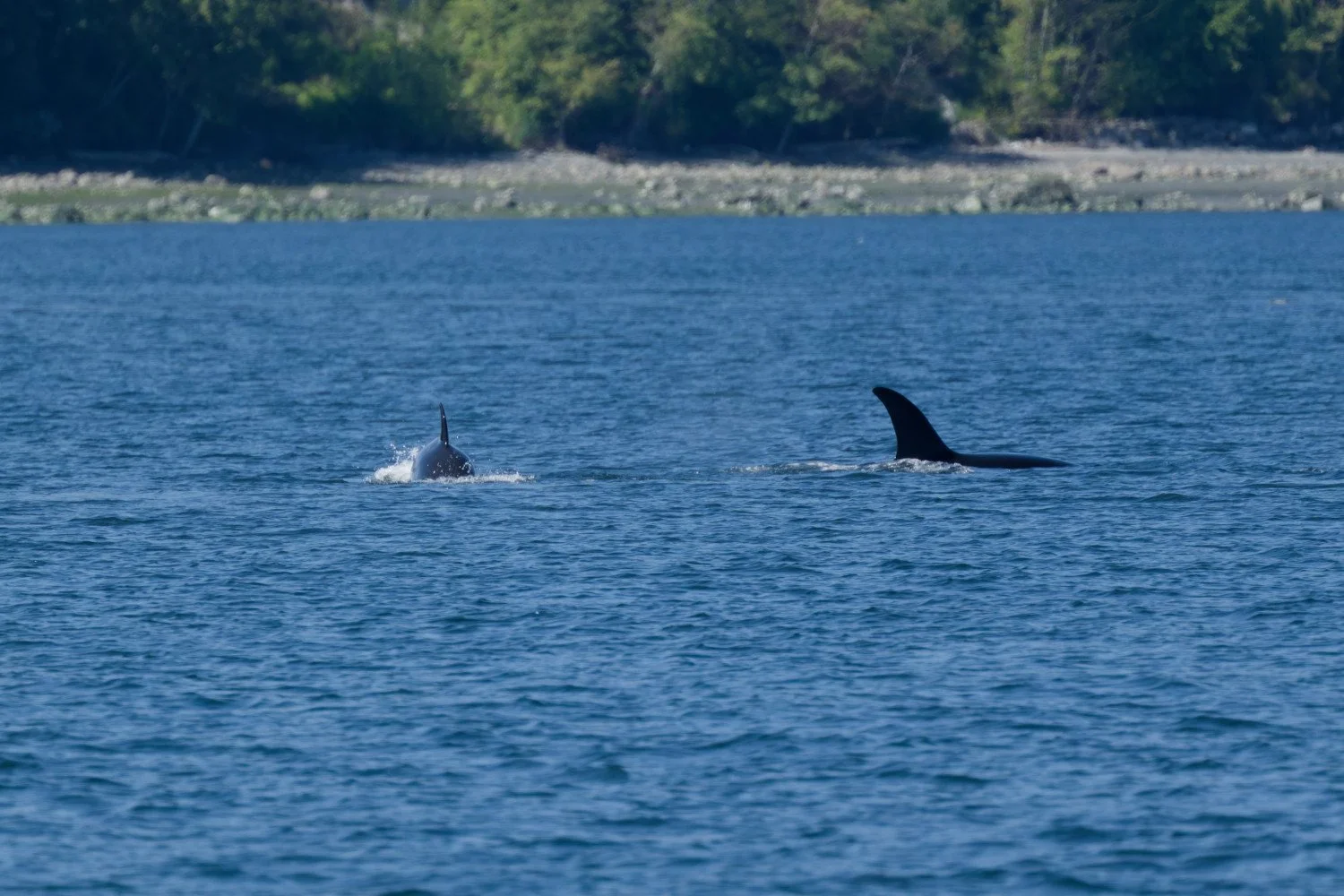 20260811-Women Watching Whales-020.jpg