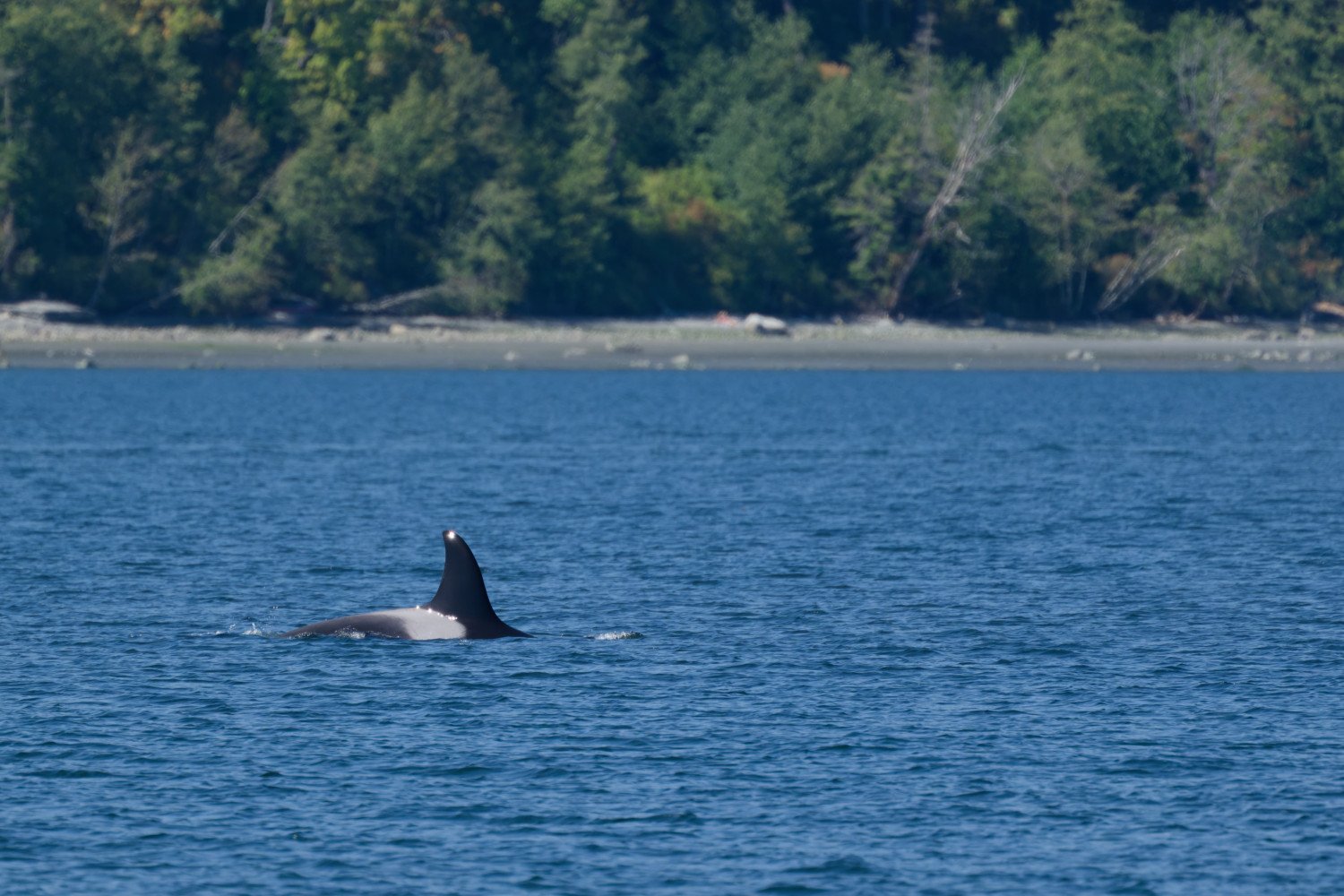 20260811-Women Watching Whales-021.jpg