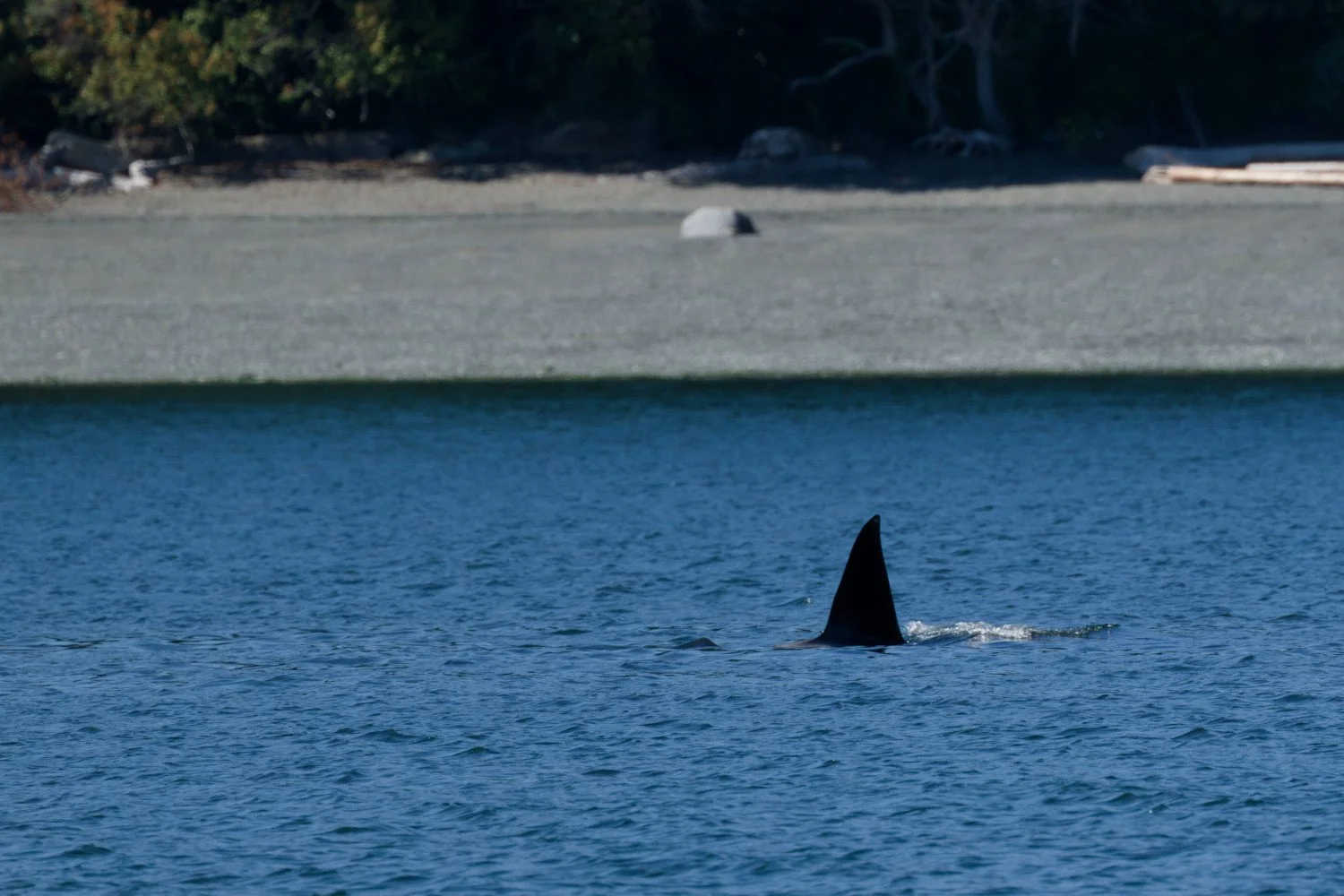 20260811-Women Watching Whales-023.jpg