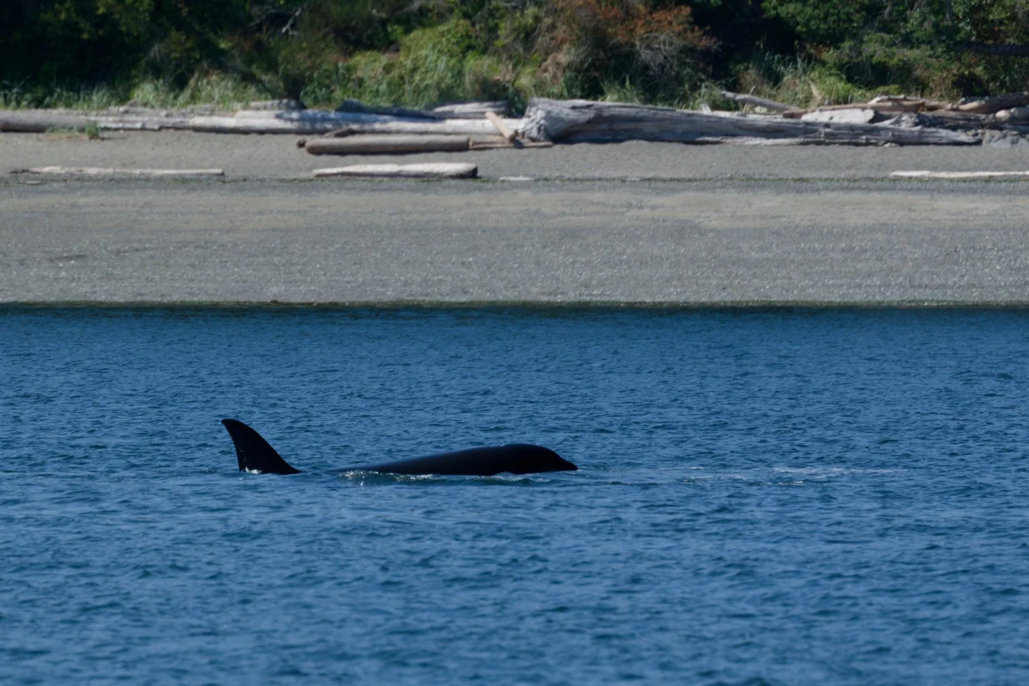 20260811-Women Watching Whales-025.jpg