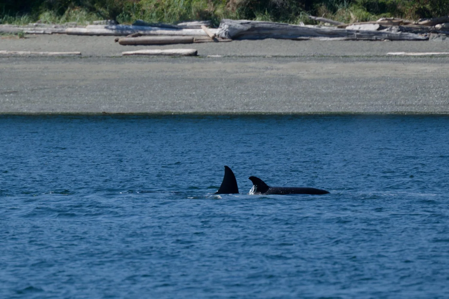 20260811-Women Watching Whales-026.jpg