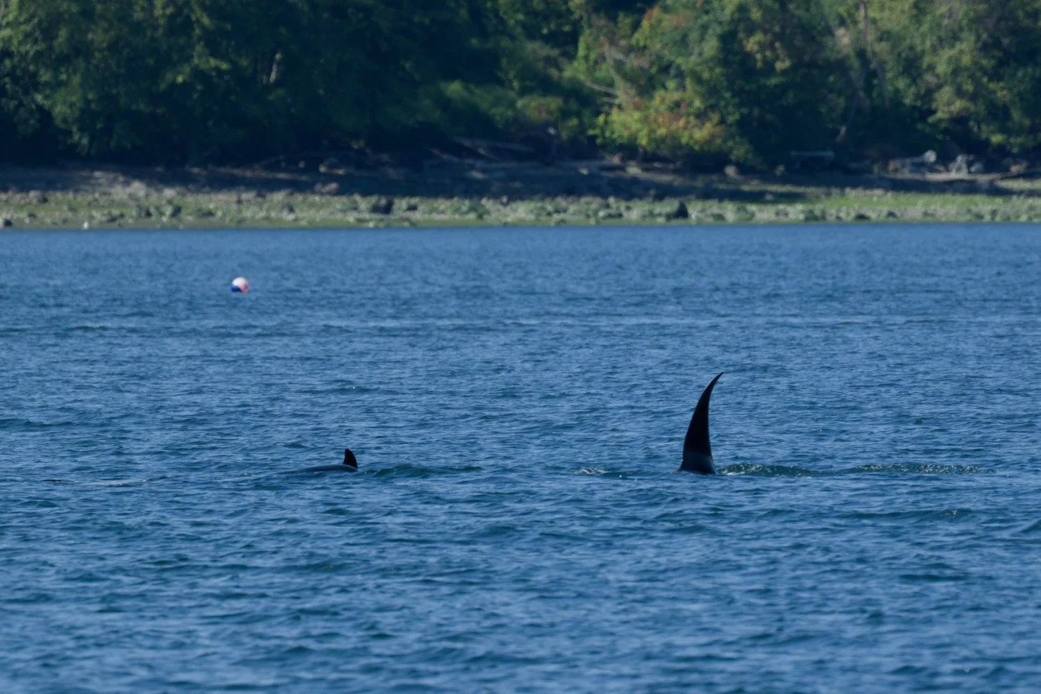 20260811-Women Watching Whales-029.jpg
