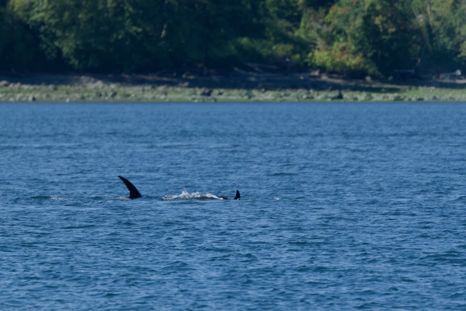 20260811-Women Watching Whales-030.jpg