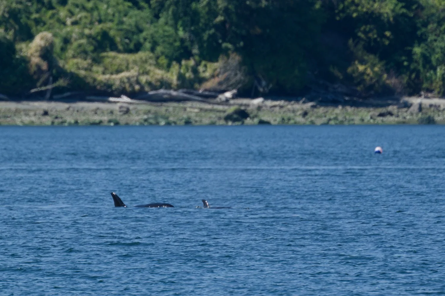20260811-Women Watching Whales-032.jpg