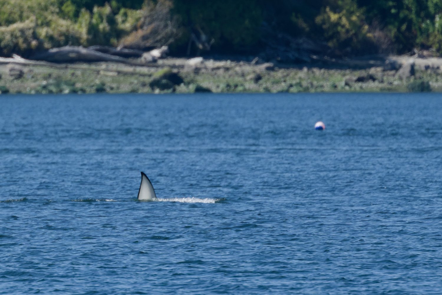 20260811-Women Watching Whales-033.jpg
