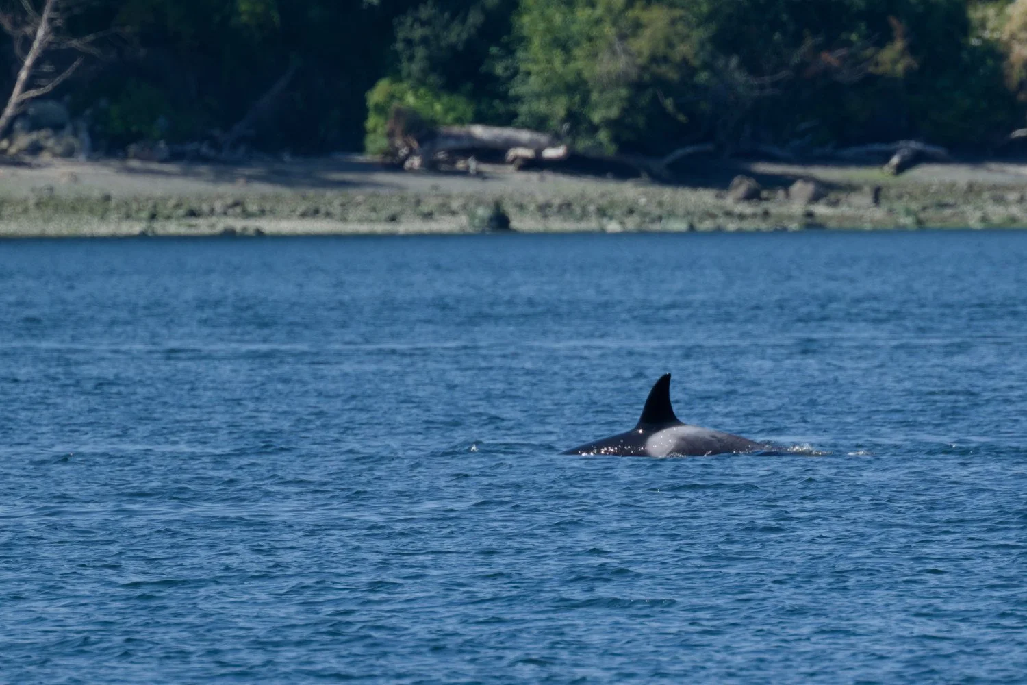 20260811-Women Watching Whales-034.jpg