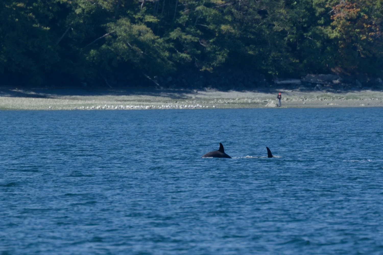 20260811-Women Watching Whales-036.jpg