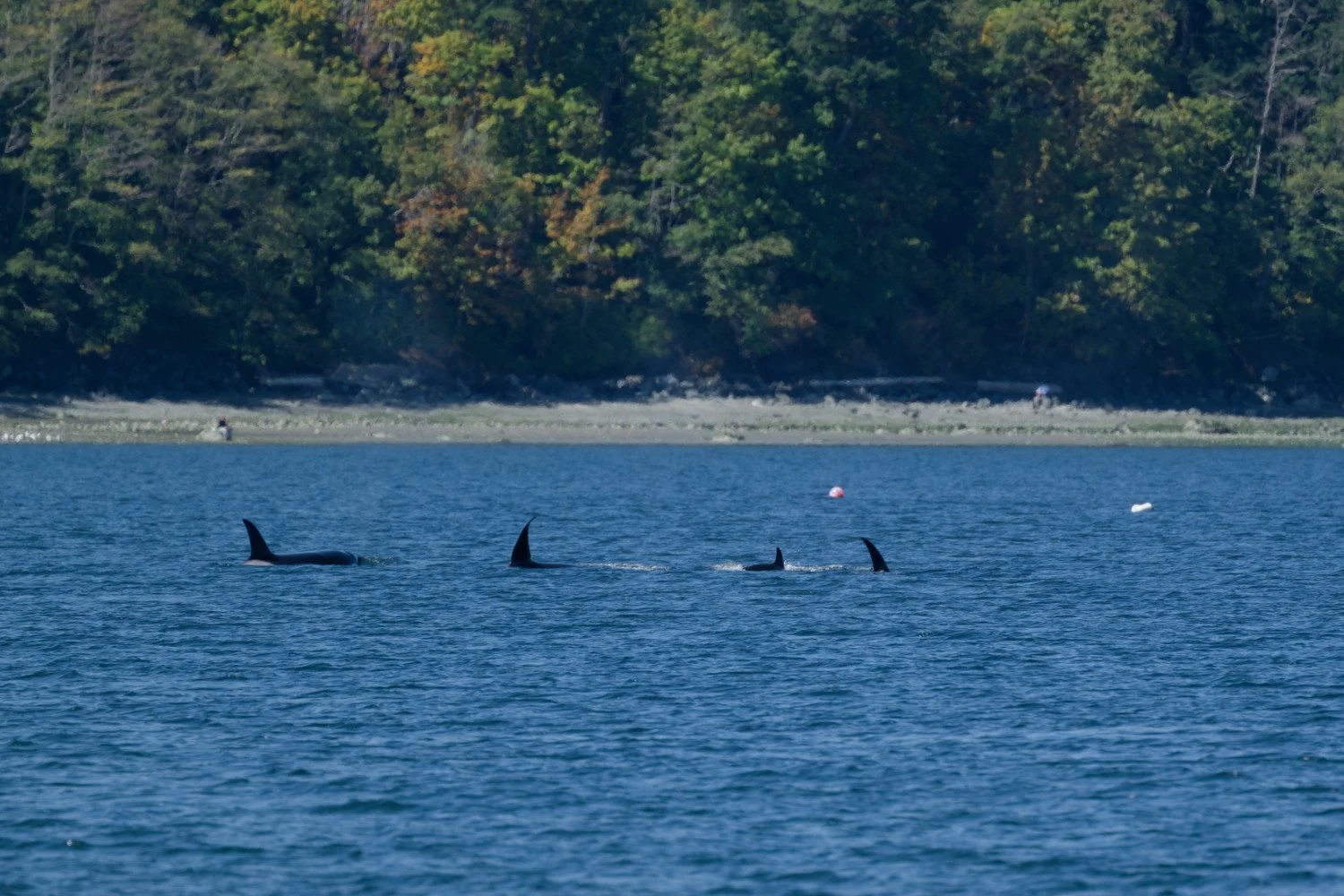 20260811-Women Watching Whales-037.jpg