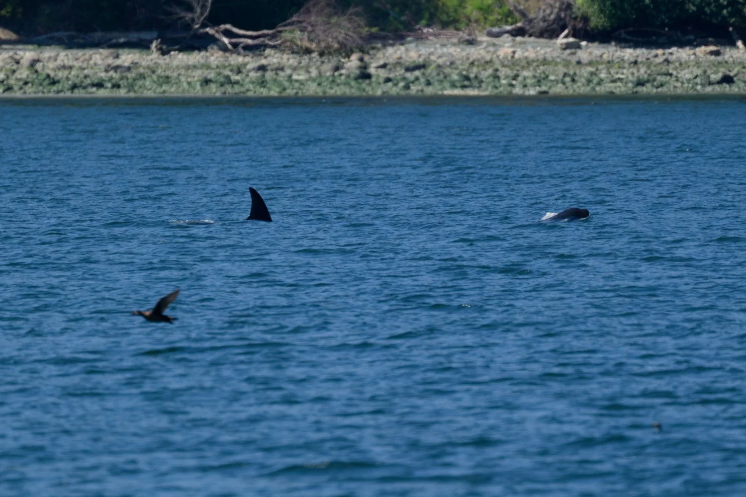 20260811-Women Watching Whales-040.jpg