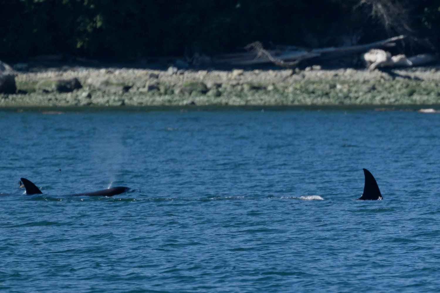 20260811-Women Watching Whales-042.jpg