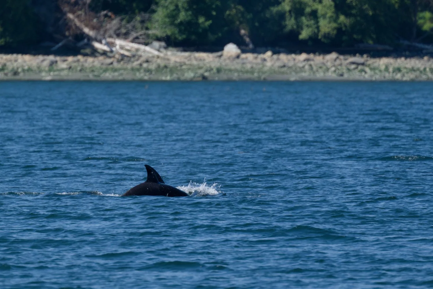 20260811-Women Watching Whales-044.jpg