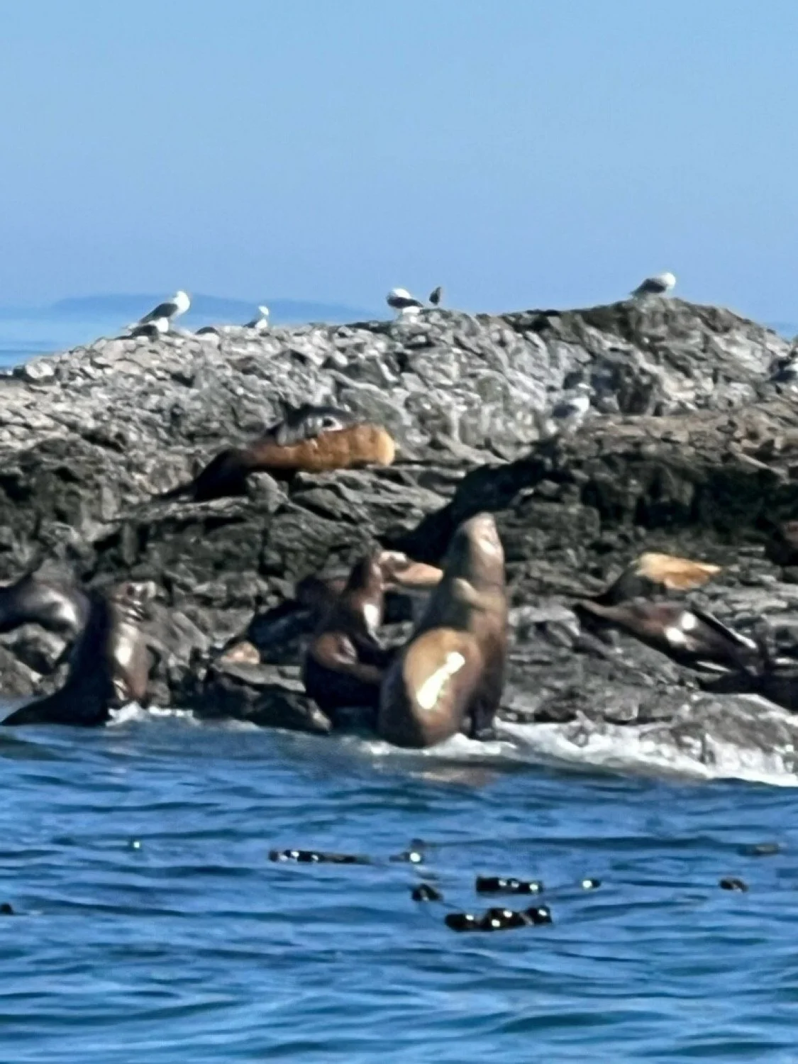 20260811-Women Watching Whales-047.jpg