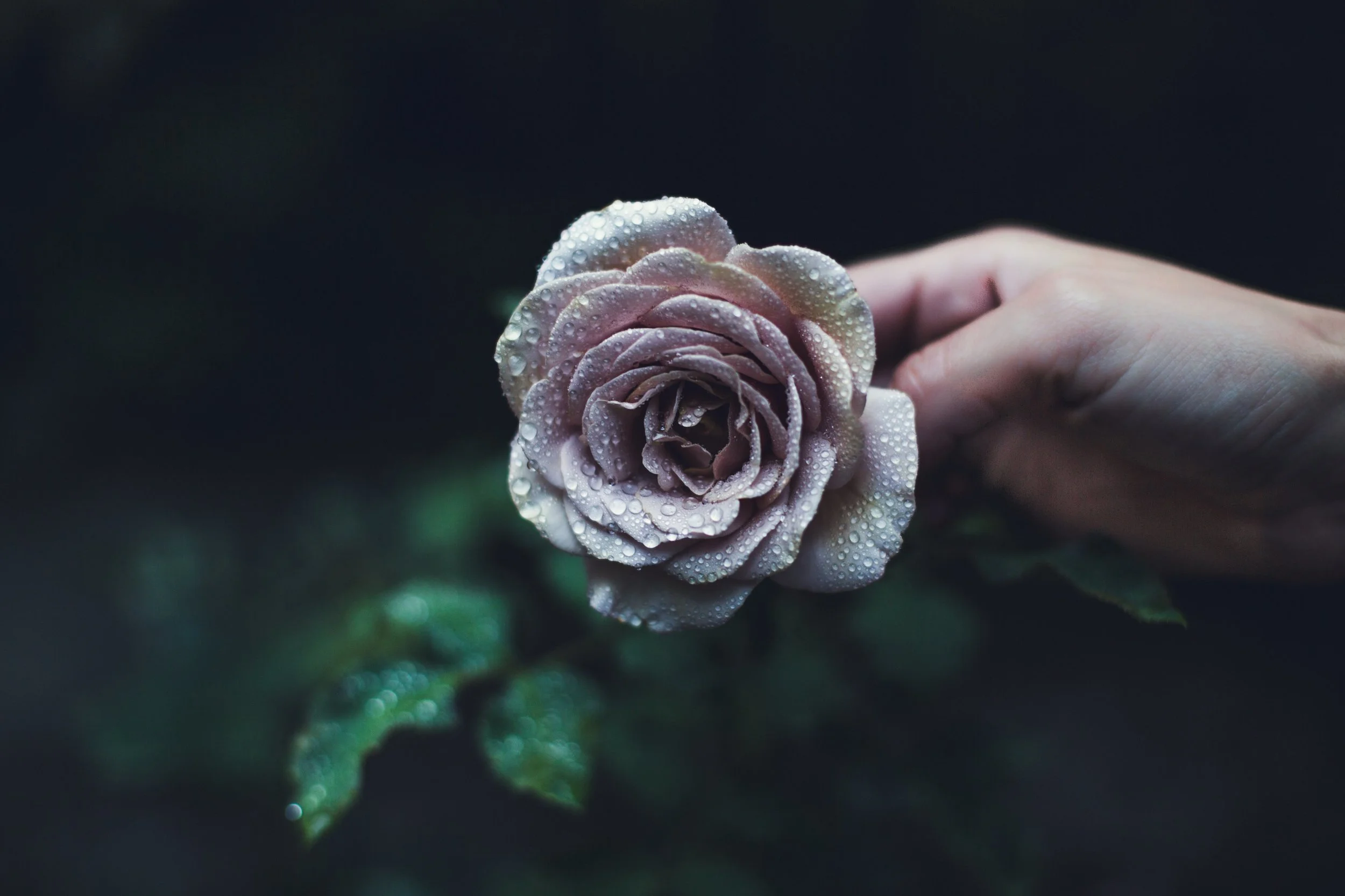 rain-drops-on-roses_4460x4460.jpg