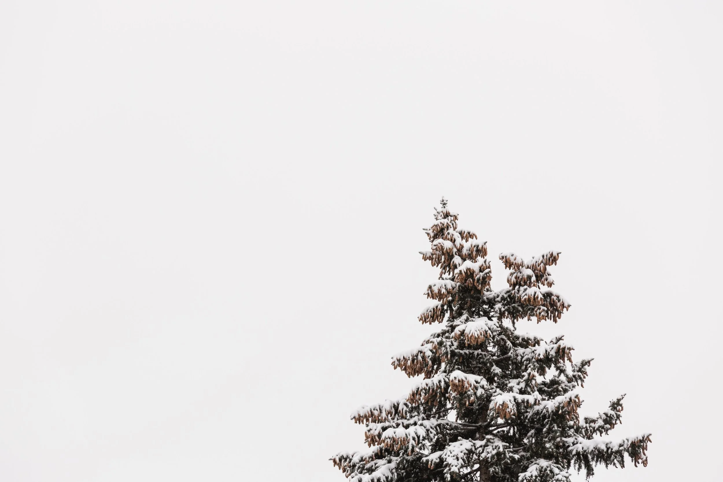 top-of-snowey-pine-tree_4460x4460.jpg