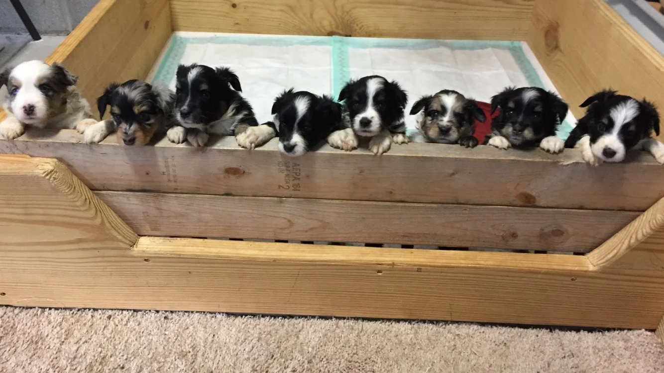 From left to right: Mr. Green, Ms. Icy Blue, Mr. Yellow, Ms. White, Mr. Orange, Mr. Royal Blue, Mr. Red, Ms. Purple