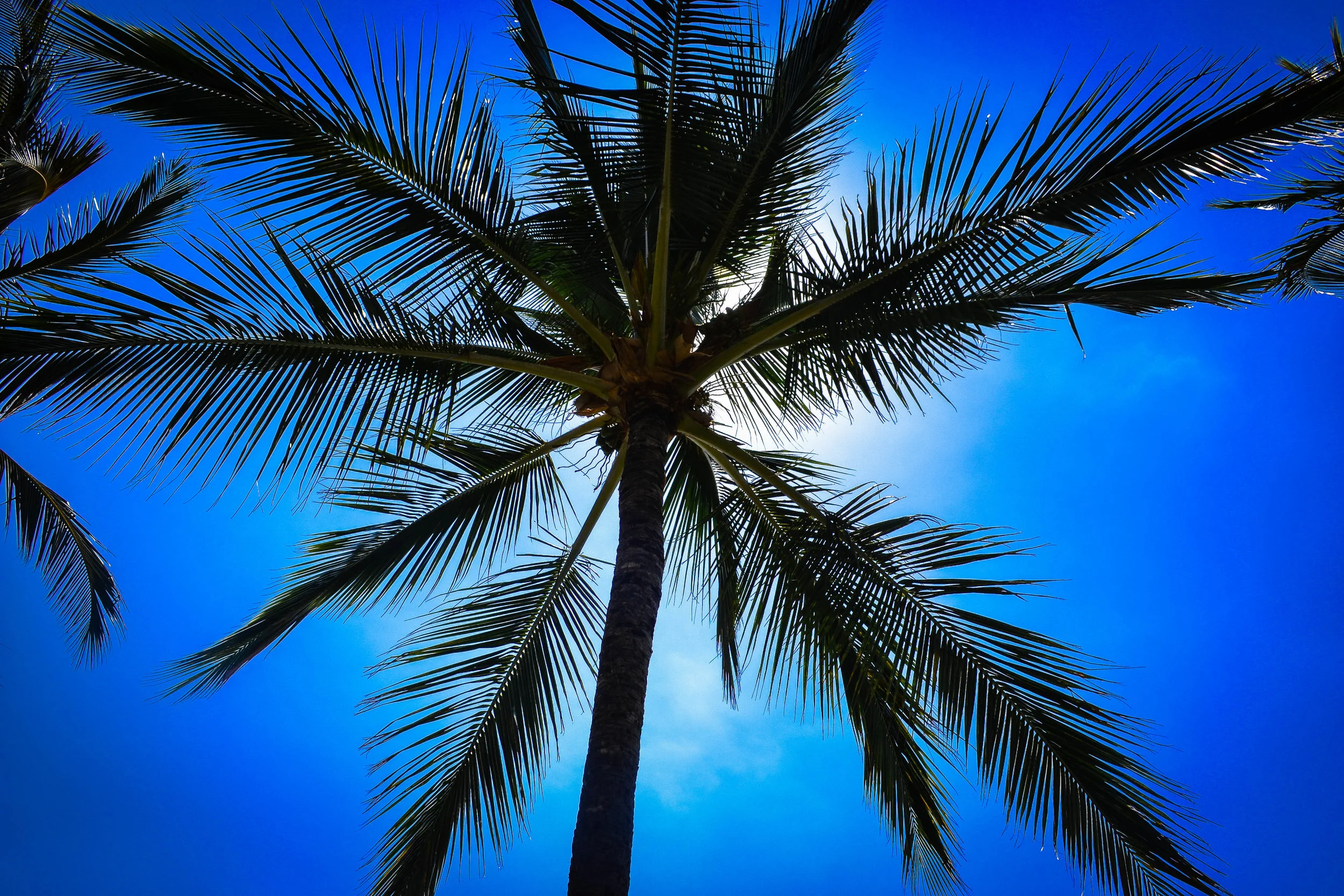 palm tree. oahu. hawaii. usa.