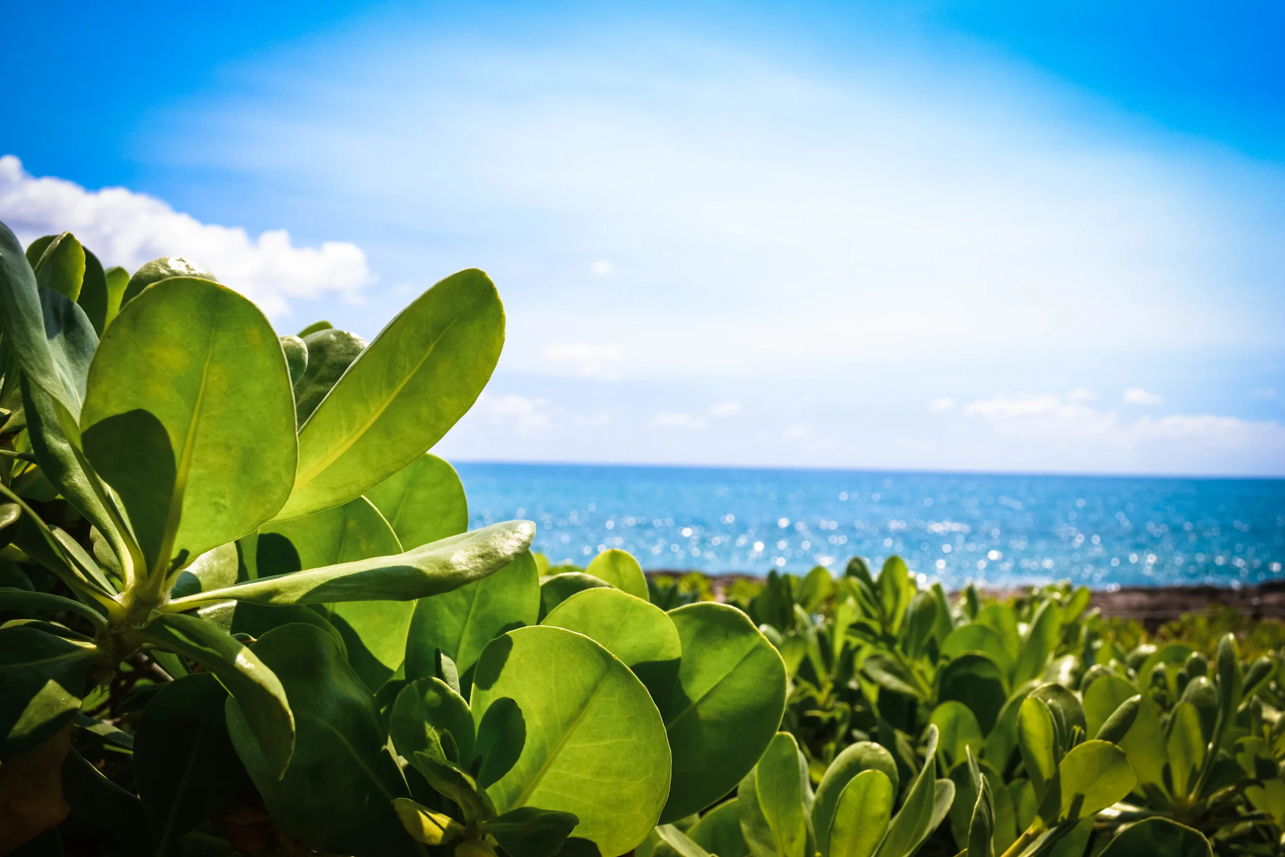 sea view. honolulu. hawaii. usa.