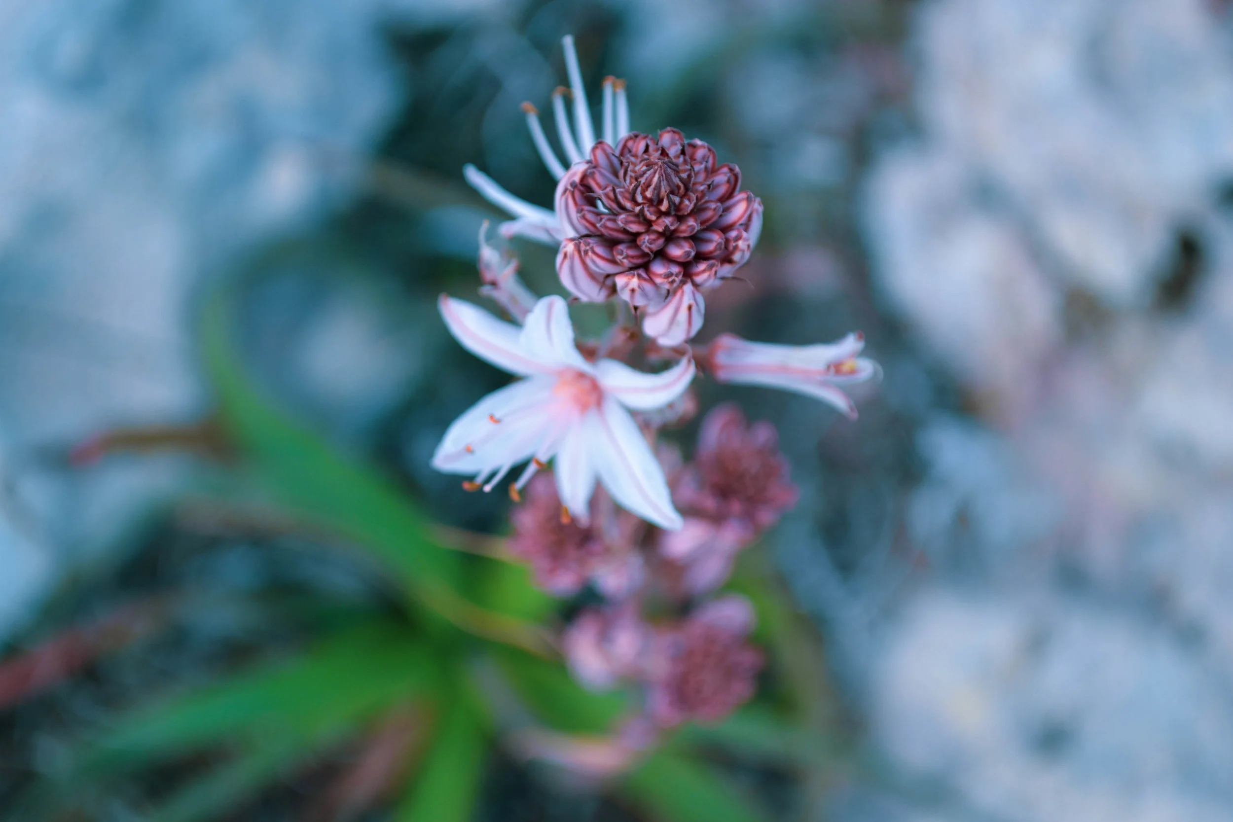 herb. had-dingli. Malta.