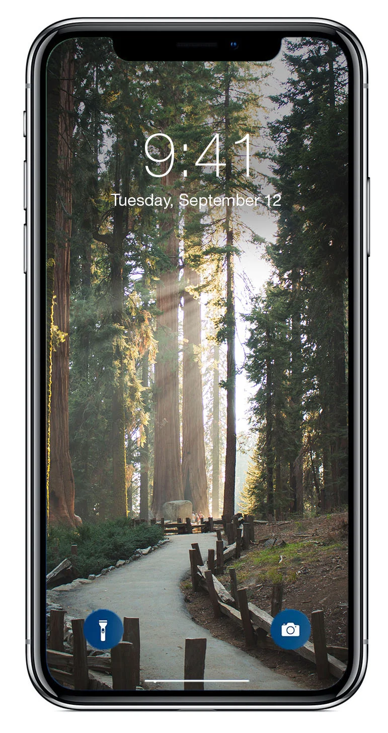 Light in the Trees_Mockup.jpg