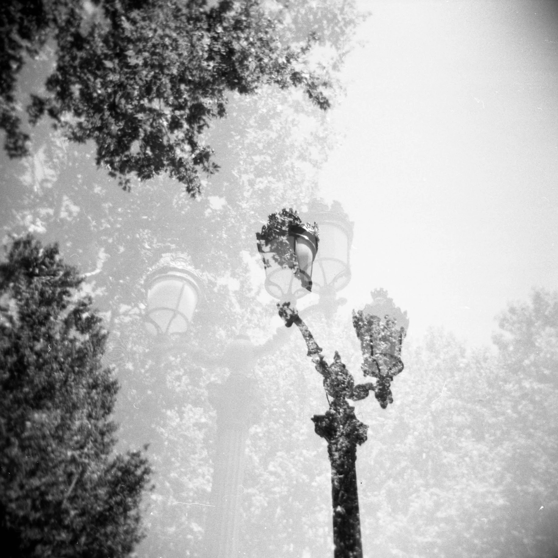 Aix_lamp.jpg