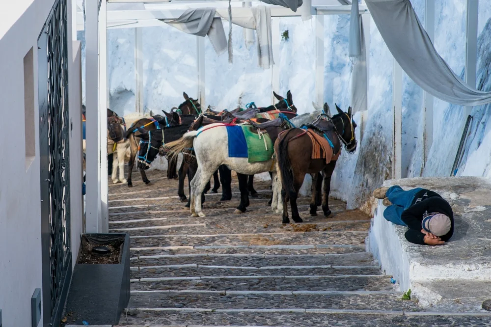 Donkey driver, Fira, Santorini. Sony A9, Leica 90mm f1.4 Summicron
