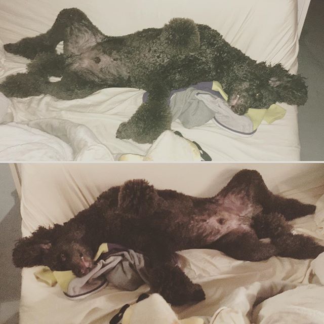 Ha ha. I was in the other room working and didn&rsquo;t realize Capote went to bed by himself like an hour ago. What a sight. With &amp; without flash of course 😂 #standardpoodle #dogsofinstagram