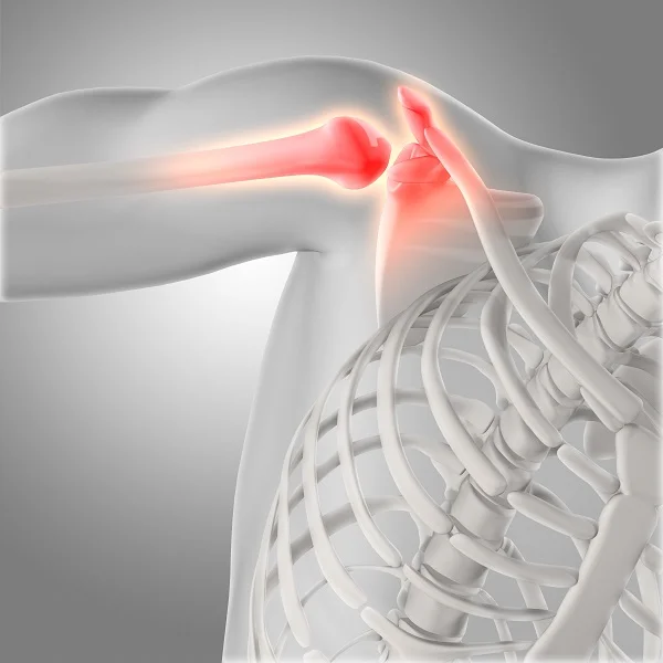 shoulder-joint.jpg