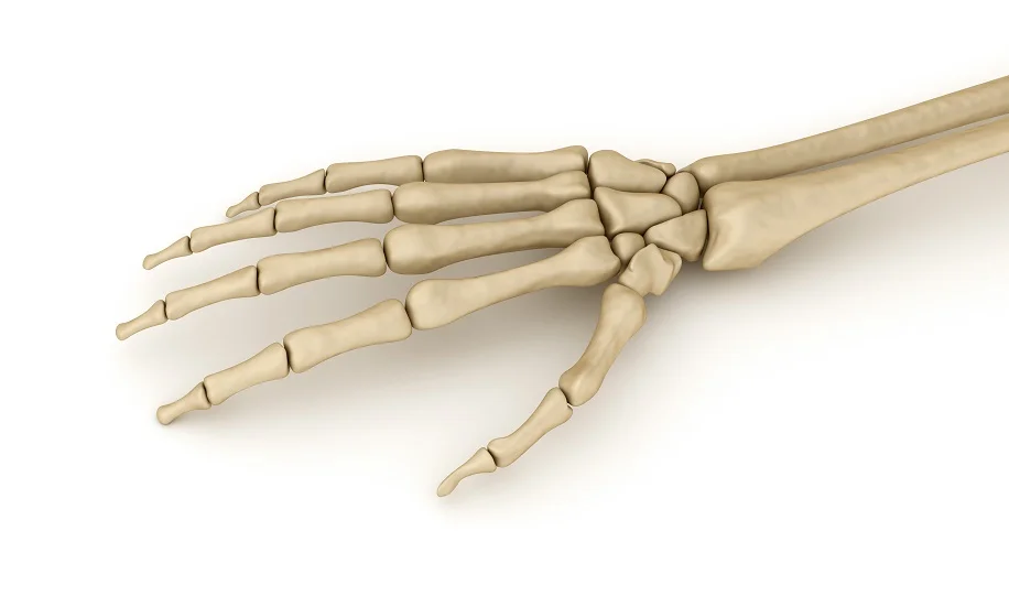 See those tiny bones? They are not meant for weight bearing.