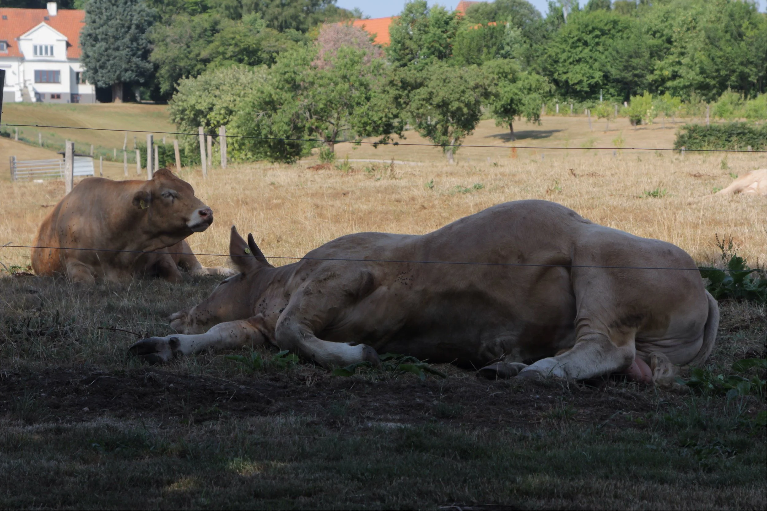 Discovering rural Denmark