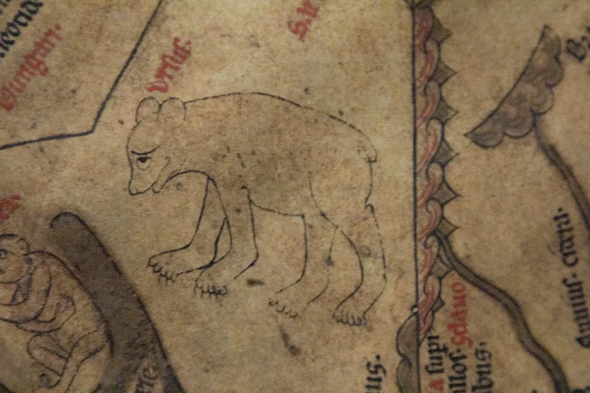 Medieval line drawing of bear looking bashful