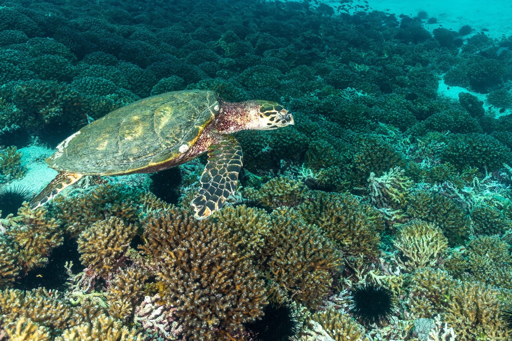 Underwater photo of a turtle