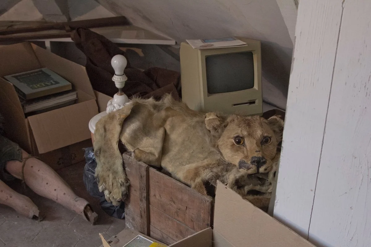 A lion skin with its head in a box
