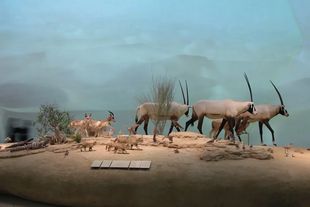 Taxidermy full-body mount of  Arabian peninsular fauna