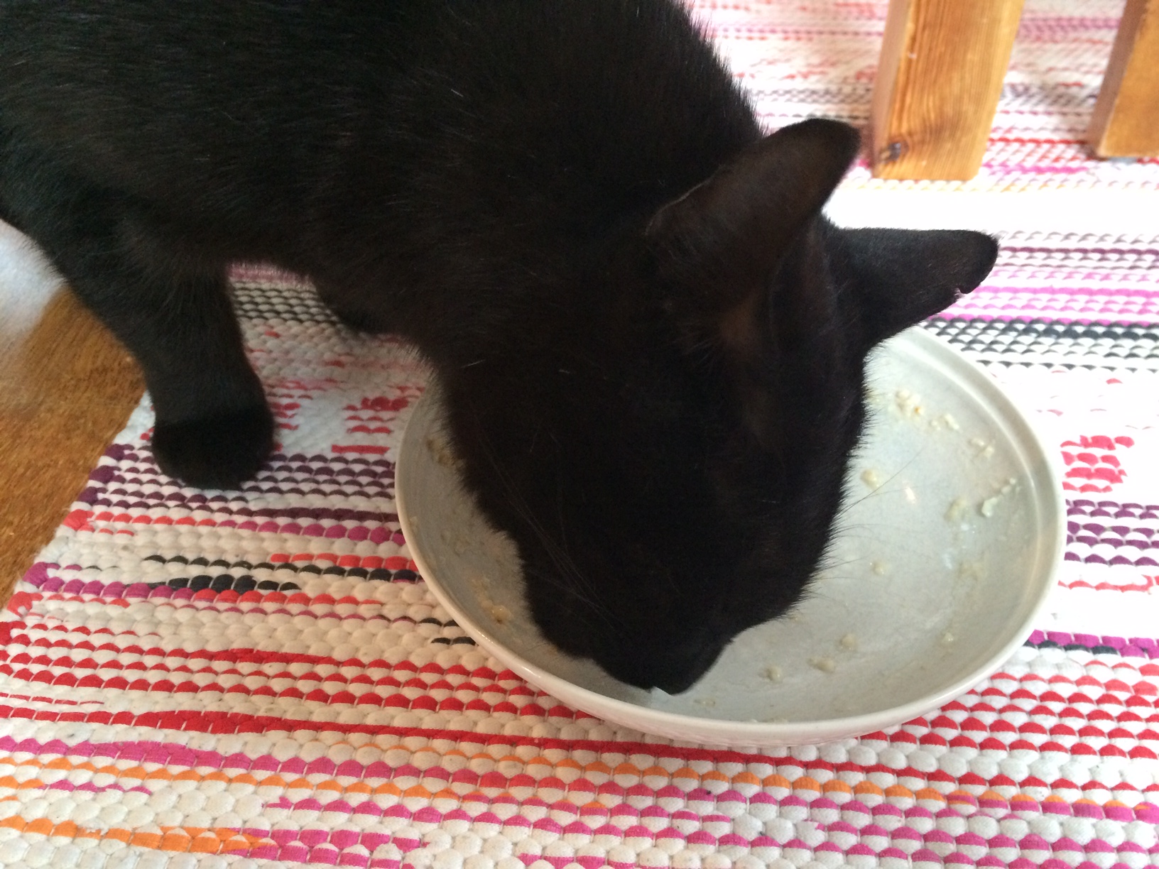 Katten kalasar på överbliven havregrynsgröt :-)
