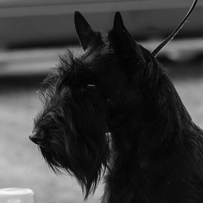 ScottyDog.png
