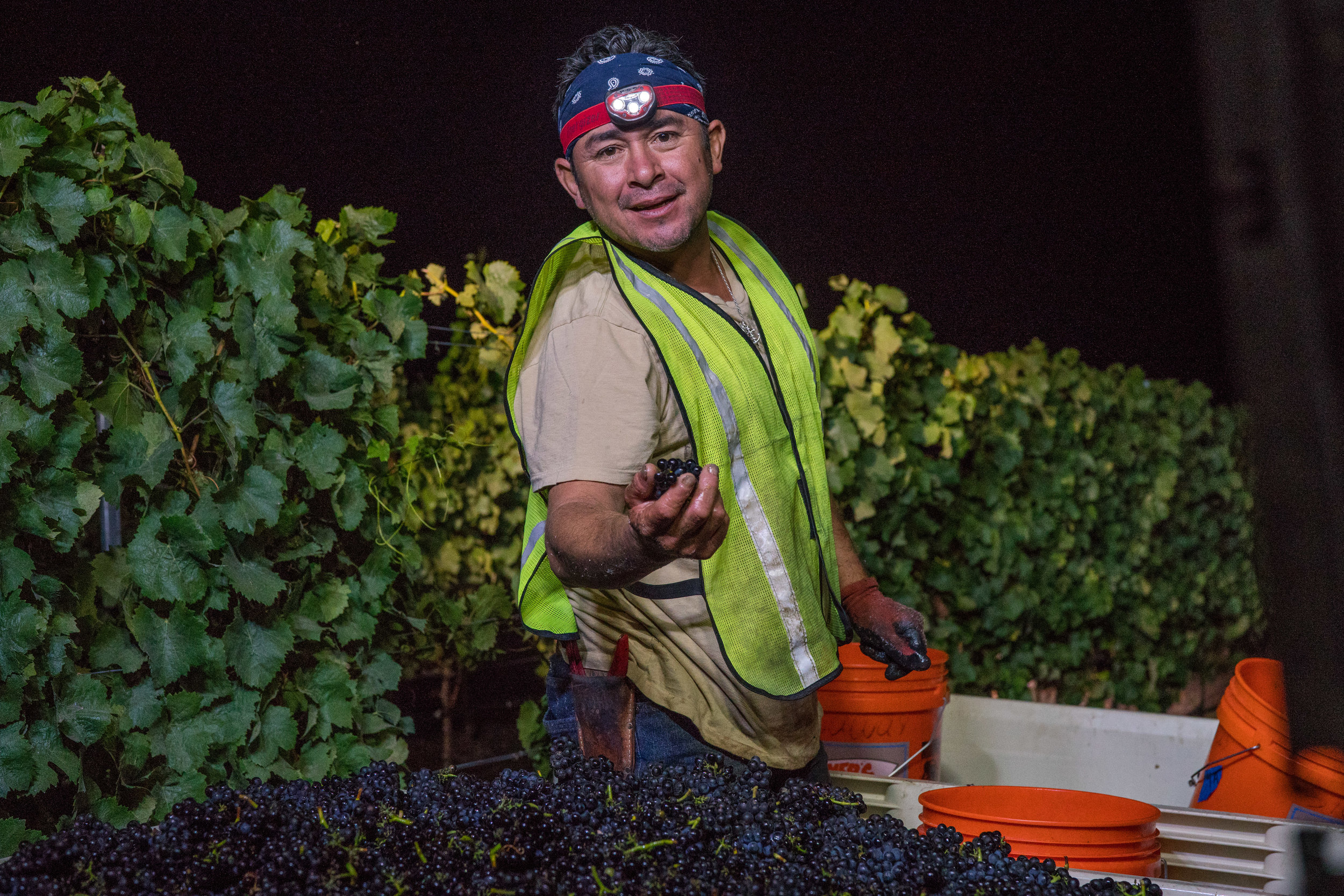  2016 Pinot Noir harvest 