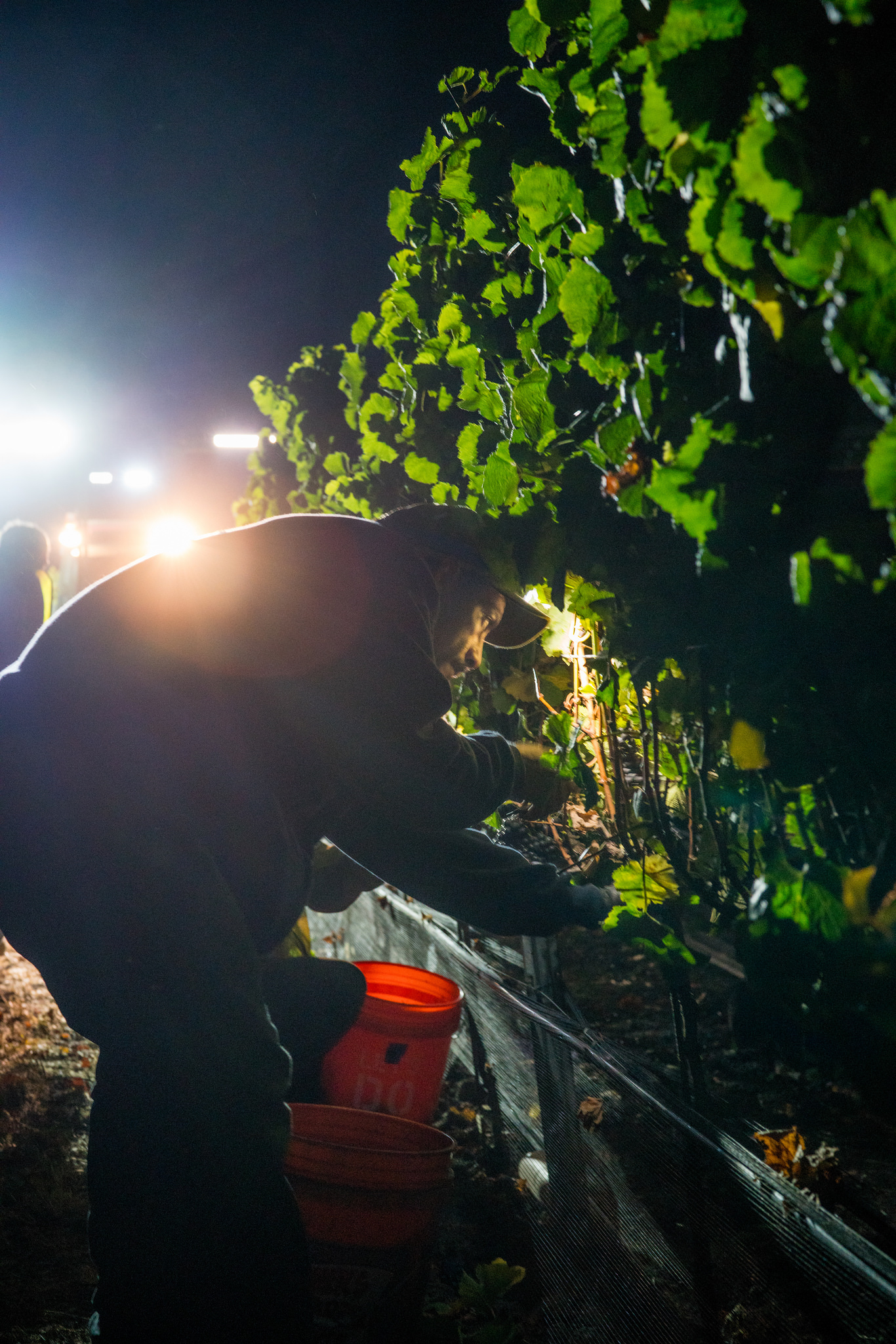 Night Harvest