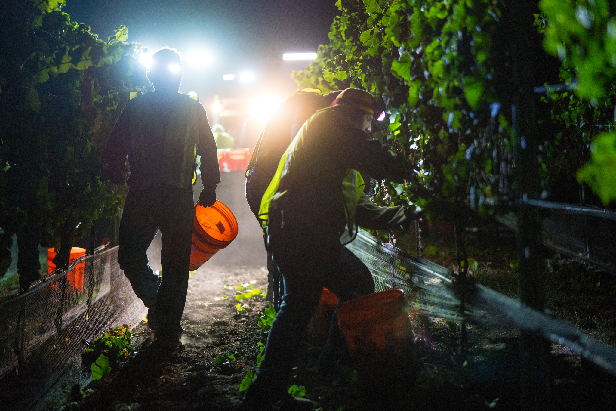 Night Harvest