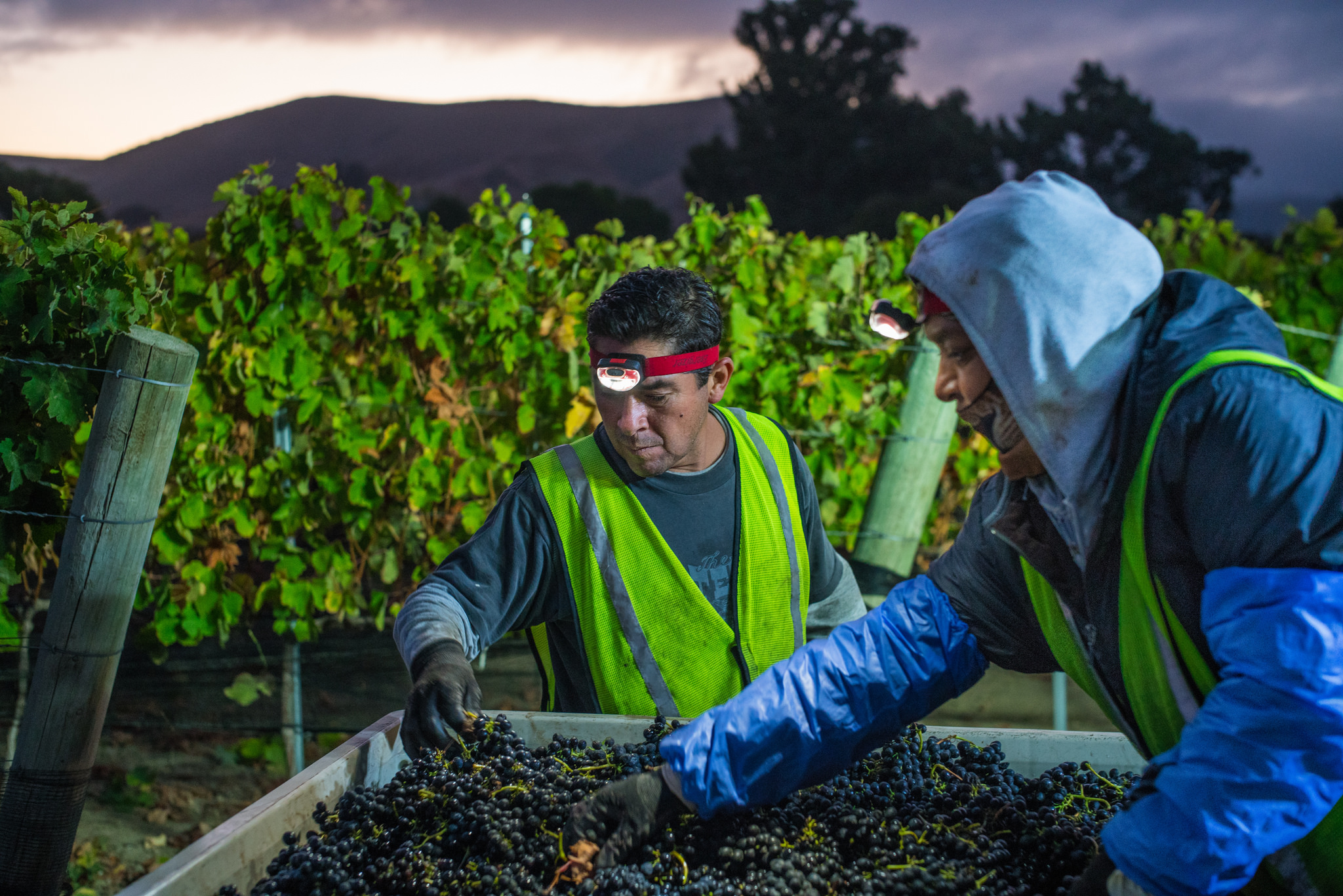 Donnachadh Vineyard Night Harvest