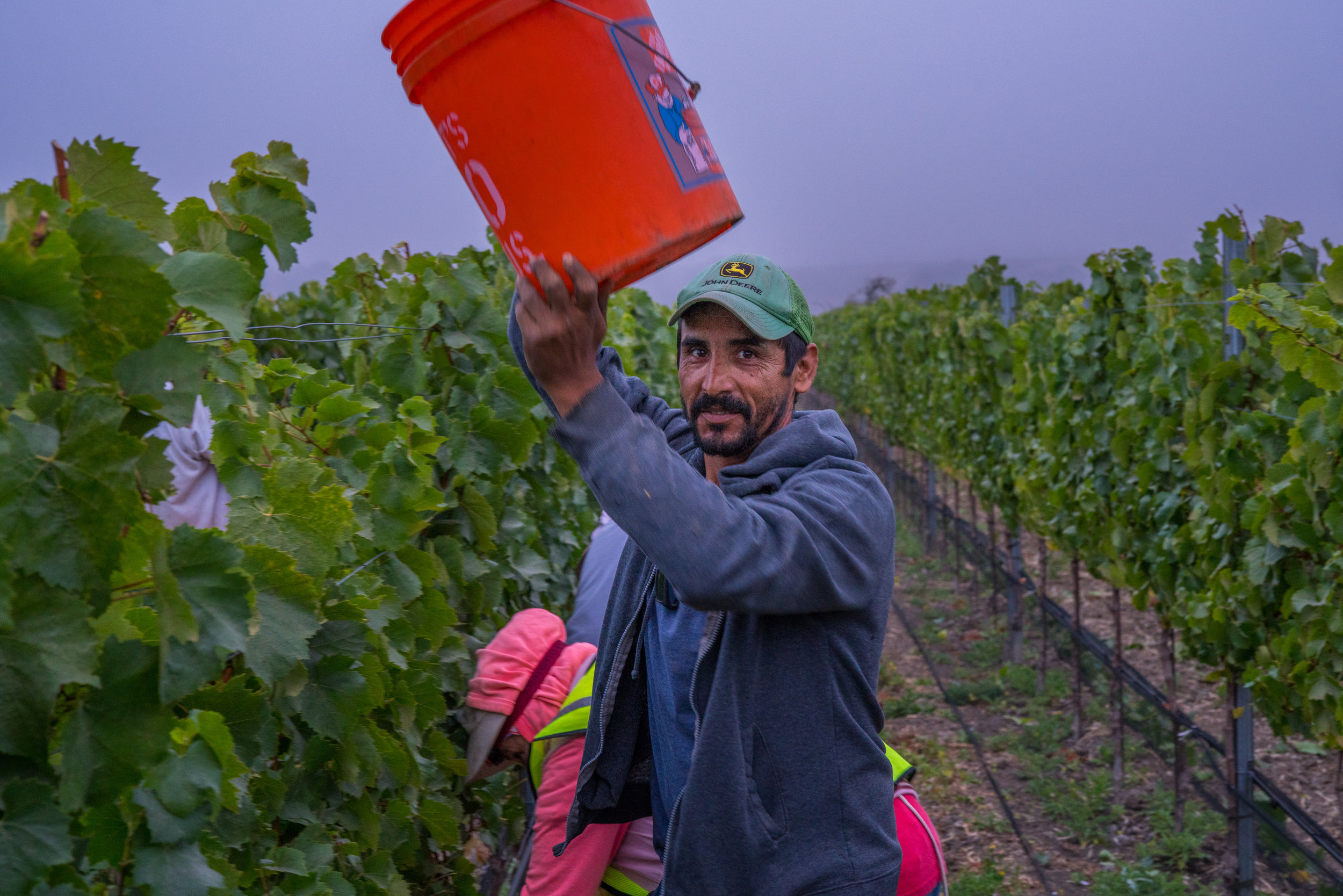 Donnachadh Chardonnay Harvest