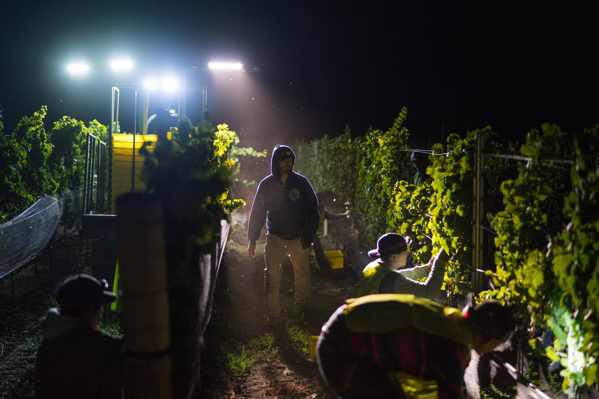  Nighttime Pinot harvest 2016 