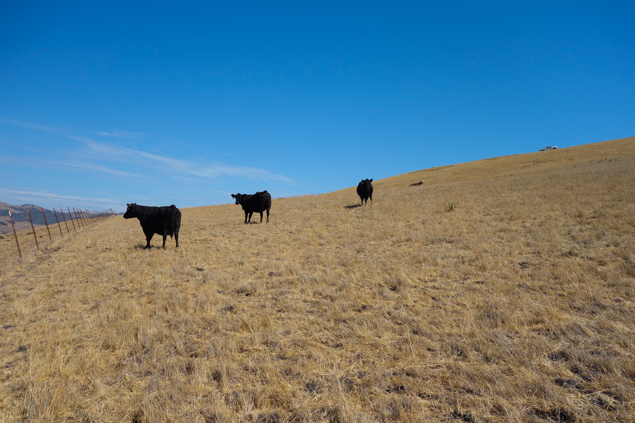 Donnachadh Vineyard's Former Residents