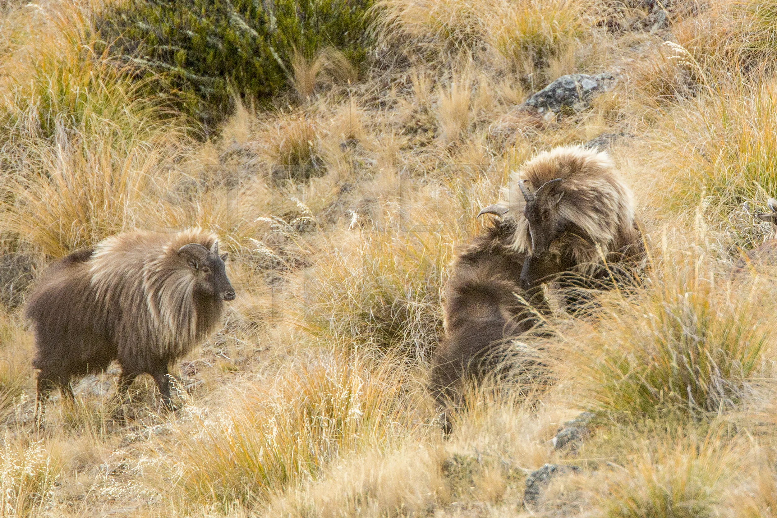 Tahr 31_2560_W.jpg