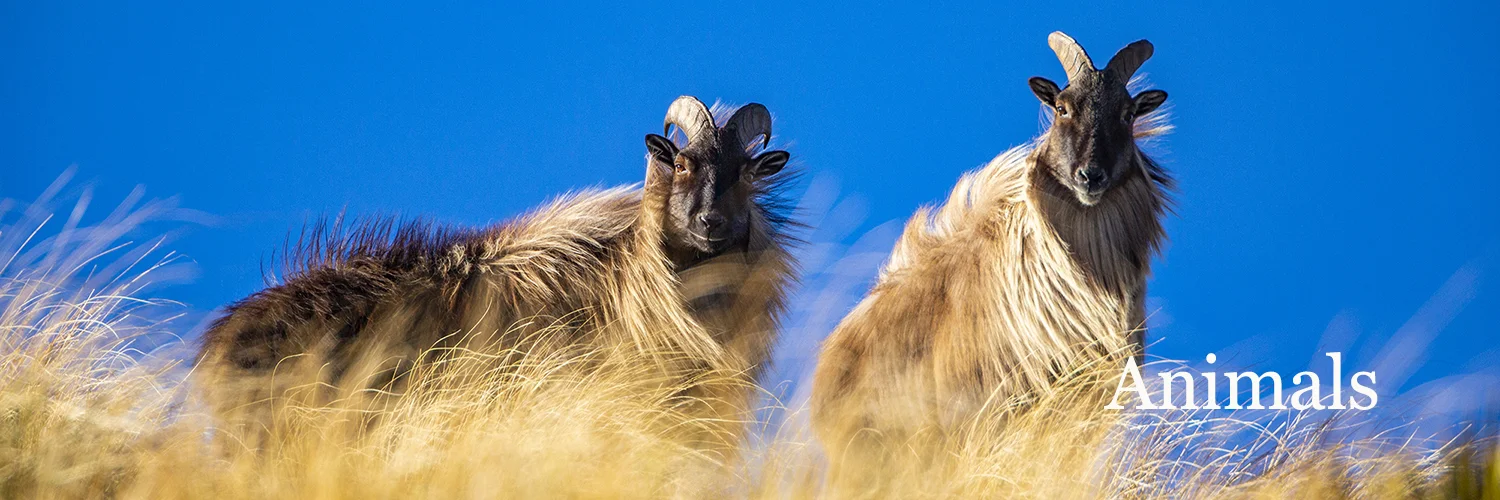 GL 53_1500x500_TEXT.jpg