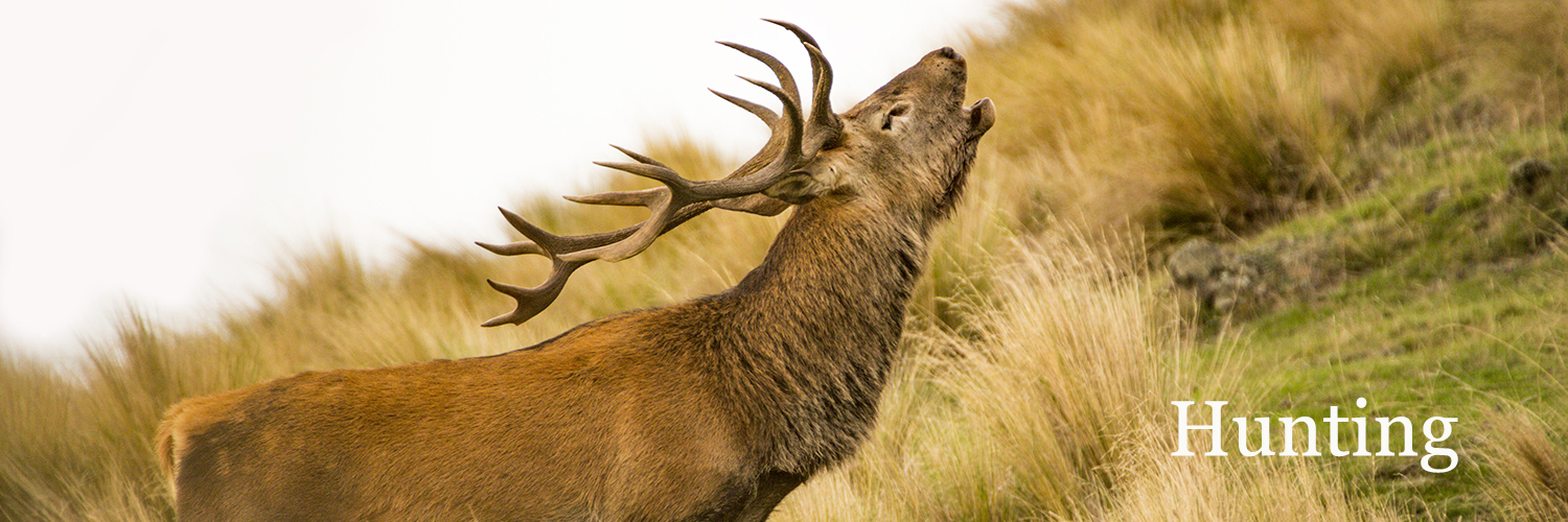 Stag 1_1500x500_TEXT.jpg